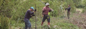 Mangrove planting in Malaysia