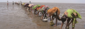 Mangrove planting in India