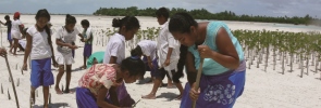 Mangrove planting in Kiribati