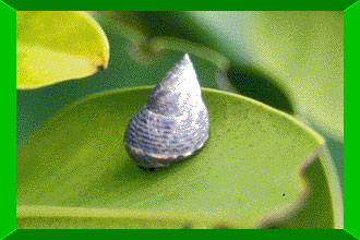 shellfishes
