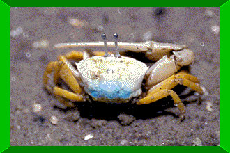 Crustaceans