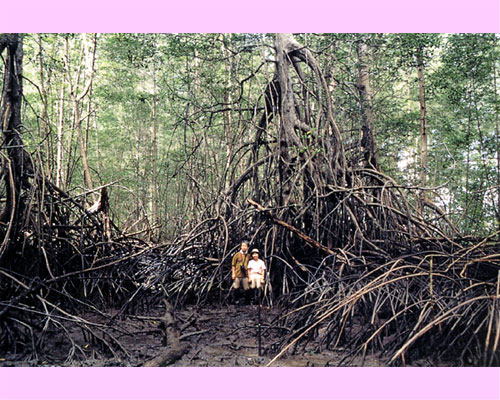 A gigantic mangrove tree