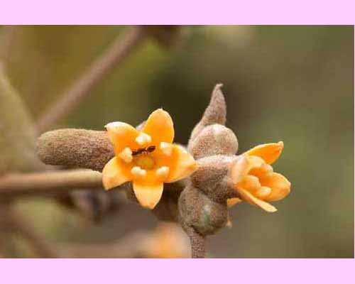 <I>Avicennia</I> flowers close ups