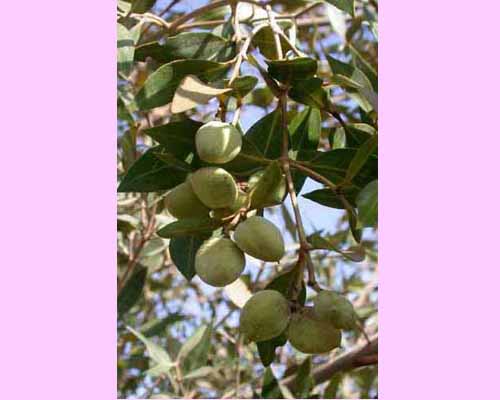 <I>Avicennia marina</I> seeds