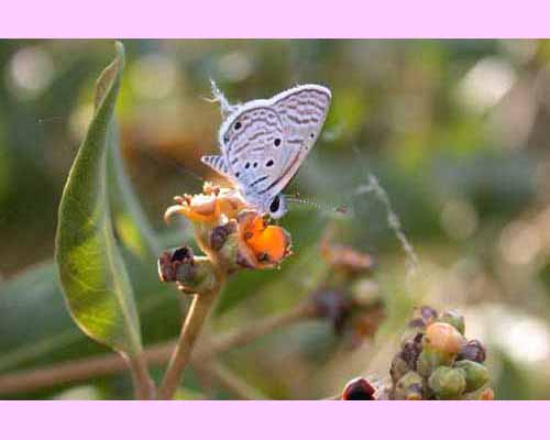 <I>Avicennia marina</I> and Butterfly