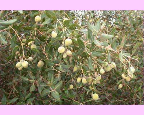 Flamingo <I>Avicennia marina</I> Seeds