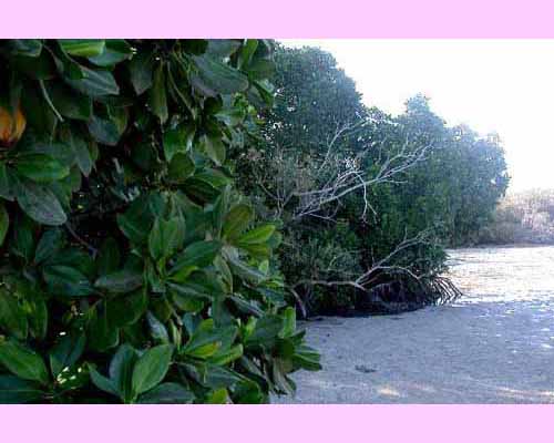 Halib Island
