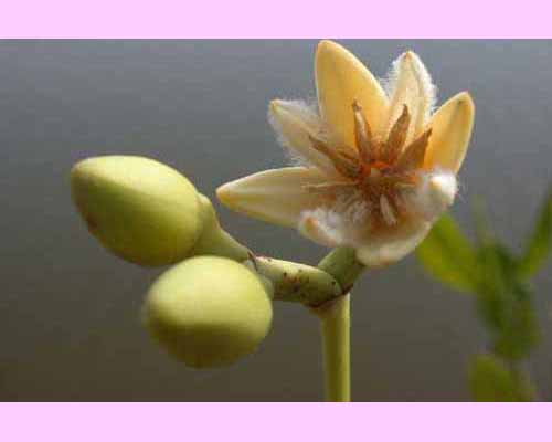 <I>Rhizophora mucronata</I> flowering