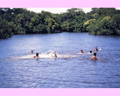 Children swimming in the water surrounded by mangroves