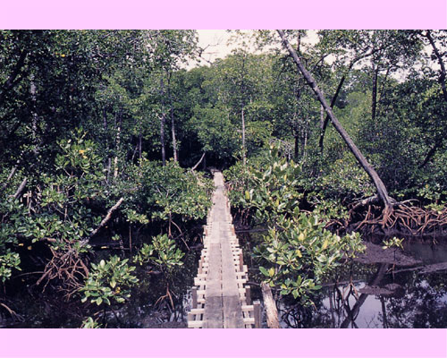 Pedestrian path in the mangrove forests