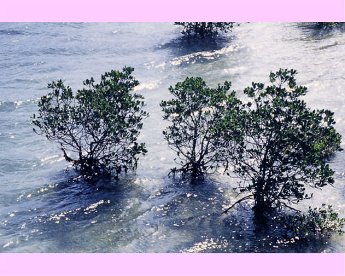 <I>Rhizophora stylosa</I> in a stream