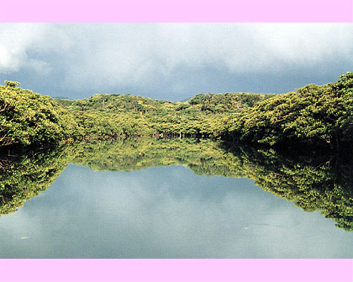 Serene mirror-like water reflecting mangrove forests