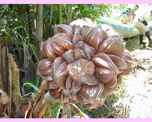 Fruit of <I>Nypa Fruticans</I>