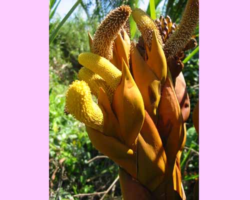 Flower of <I>Nypa fruticans</I>