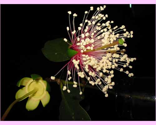 Flower of <I>Sonneratia caseolaris</I>