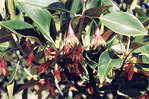 Flower of Bruguiera gymnorrhiza