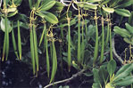 Fruit of Kandelia candel